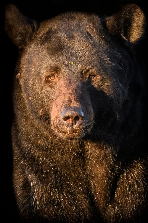 Aussie Wild Photography