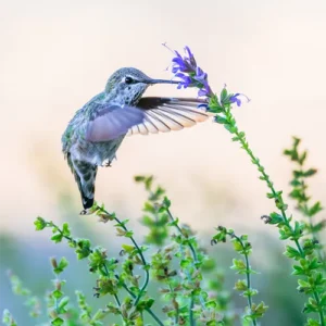 Aussie Wild Photography