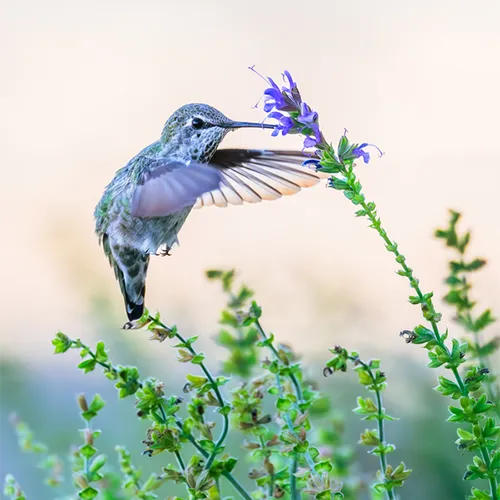 Aussie Wild Photography