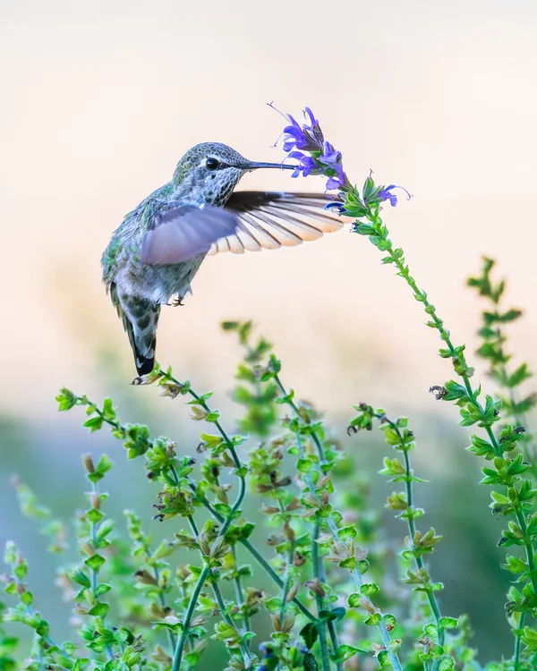 Aussie Wild Photography