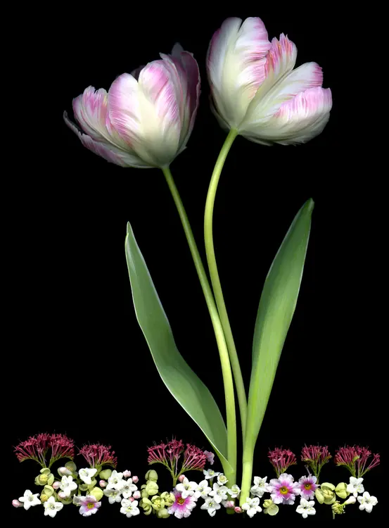 Fretta MM Cravens Photography,LLC