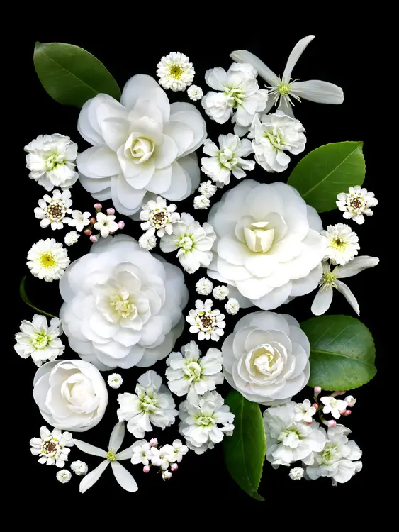 Fretta MM Cravens Photography,LLC