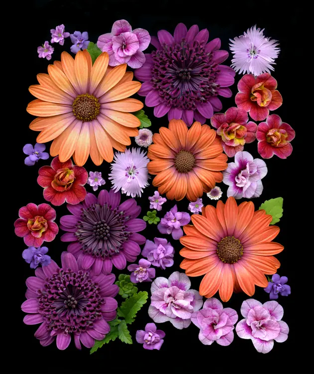 Fretta MM Cravens Photography,LLC