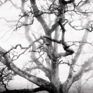 Dana Sharman Photography