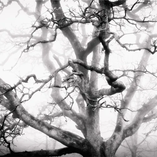 Dana Sharman Photography