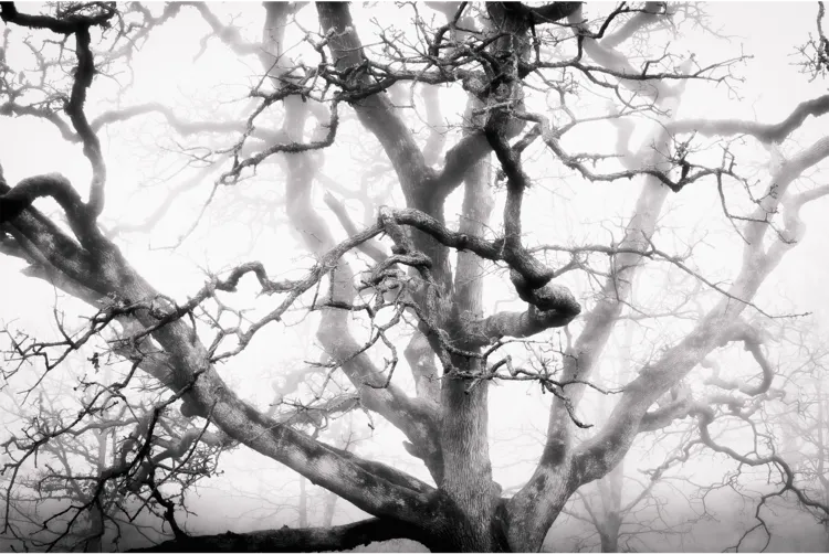 Dana Sharman Photography