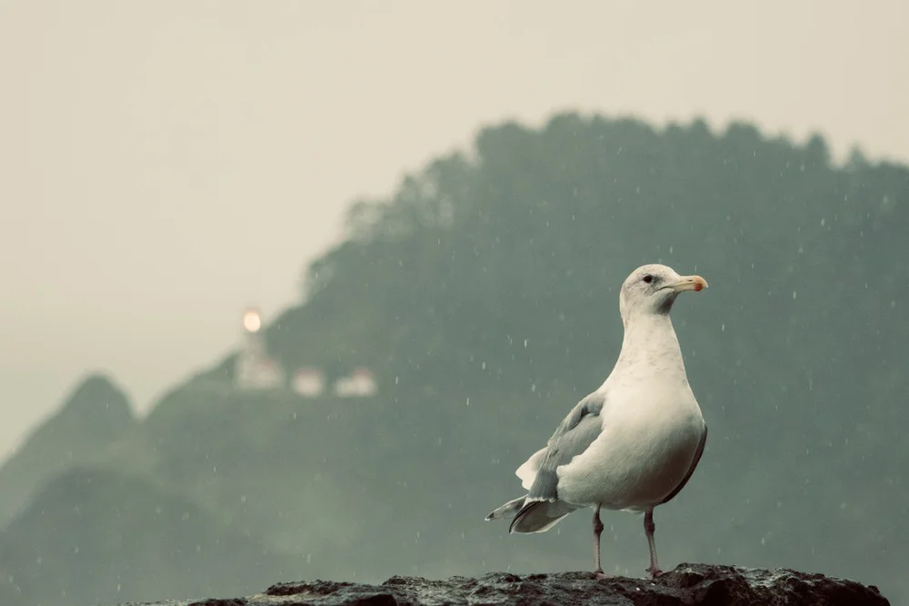 Troy Morris Photography