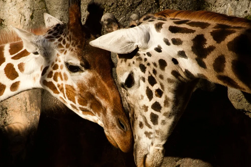 Troy Morris Photography