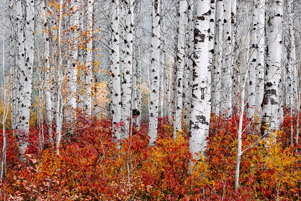 Thomas Goebel Photography